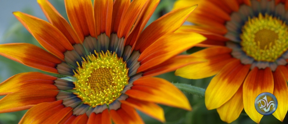 https://www.dls-kunst.de/wp-content/uploads/2014/04/pfl_sli_kokardenblume.jpg